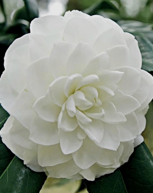 The Ancient Korean Secret Behind Camellia Oil — and Why Your Skin Will Thank You